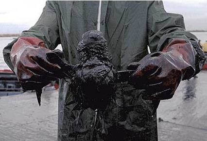 Bird Trapped in an Oil Spill