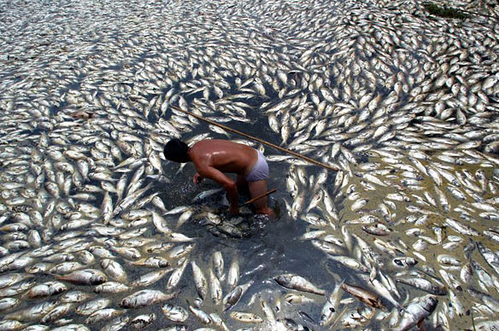 Fish dead due to pollution