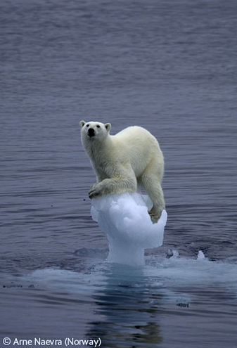 Polar Bear trapped on thinning ice