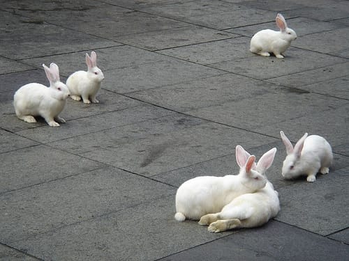 This is what Floppy looked like when he was alive