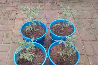 All four transplanted