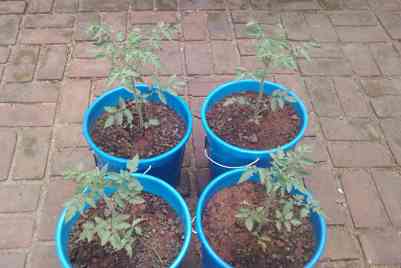 All four transplanted All four transplanted