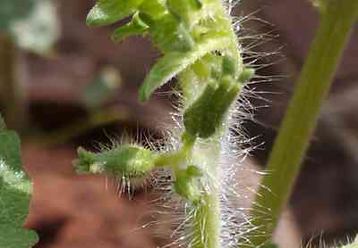 Fathima's tomato flower buds!