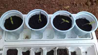 Tomato Tamina Seedlings Tomato Tamina Seedlings