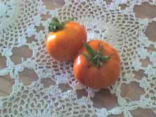 Virender's Tomatoes